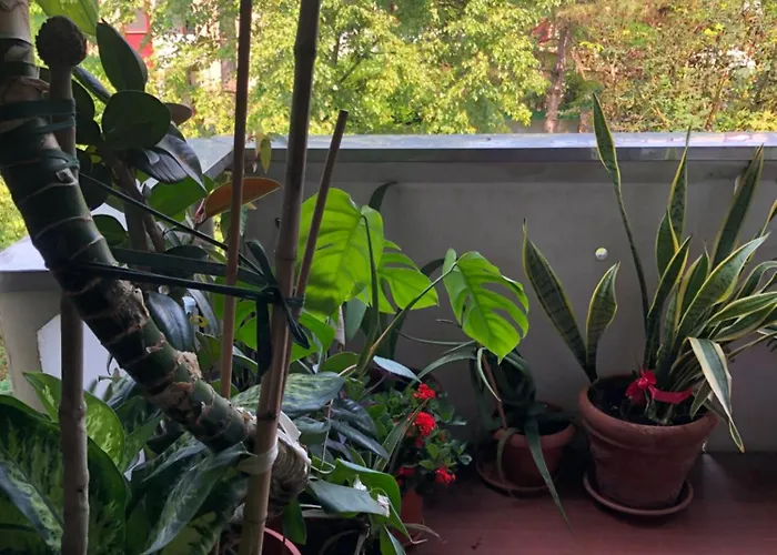 Fior Di Loto Séjour chez l'habitant Ravenne